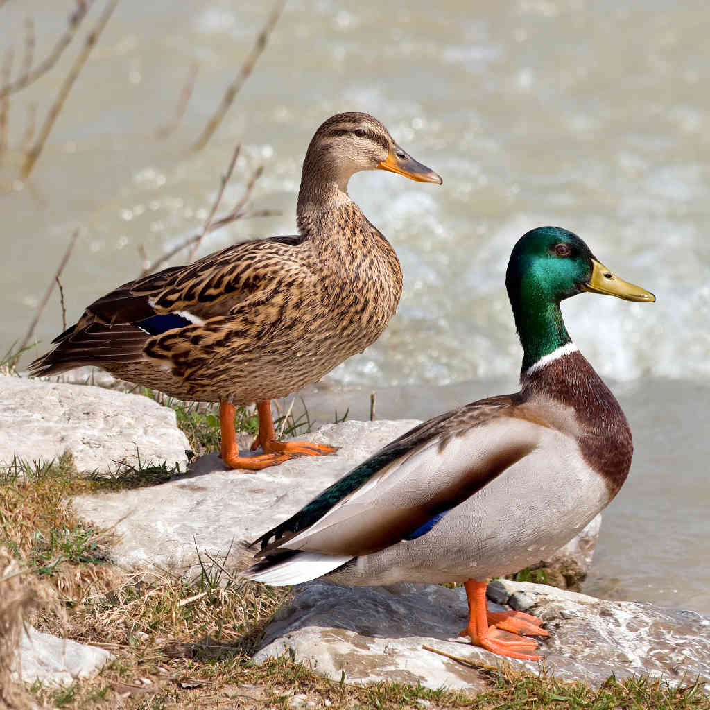 Ducks