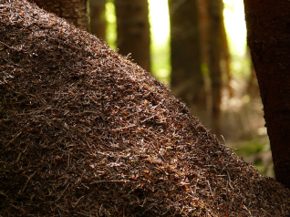 Complex Ant Society