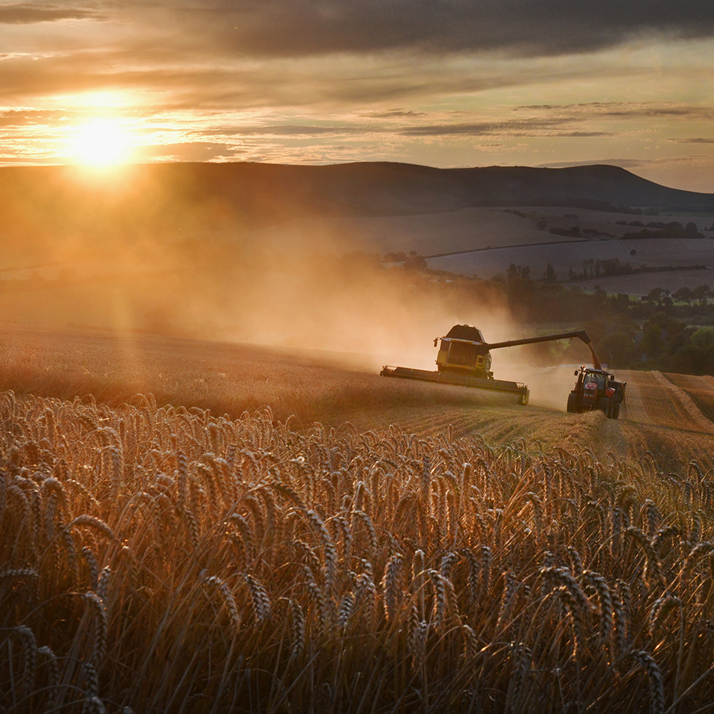 RaboResearch Agri Commodities