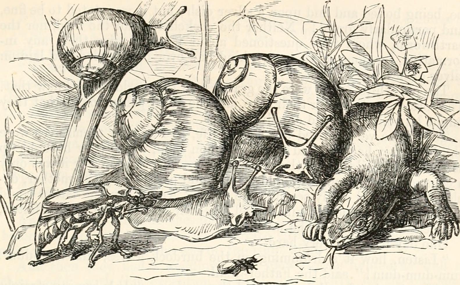 The Happy Family - A Danish Folktale
