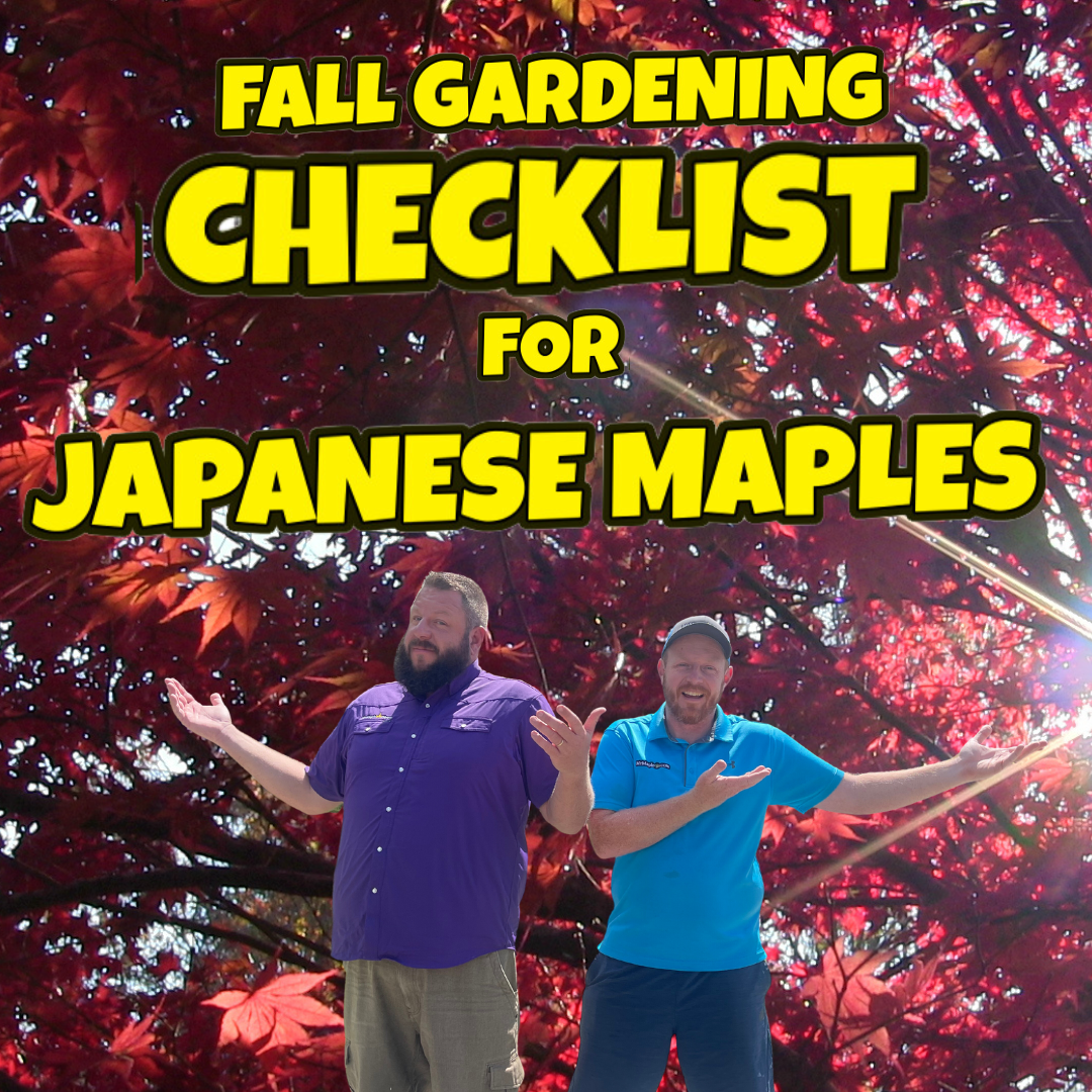 MrMaple Show