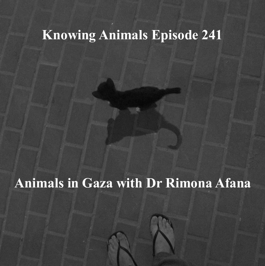 Episode 241: Animals in Gaza with Rimona Afana