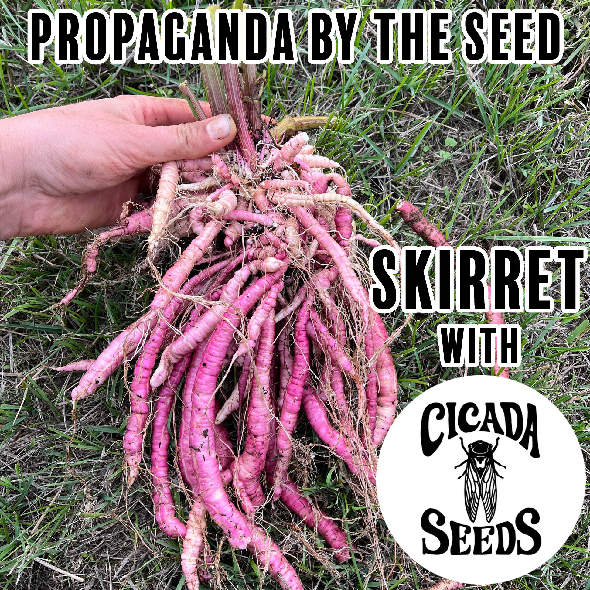 Skirret with Cicada Seeds