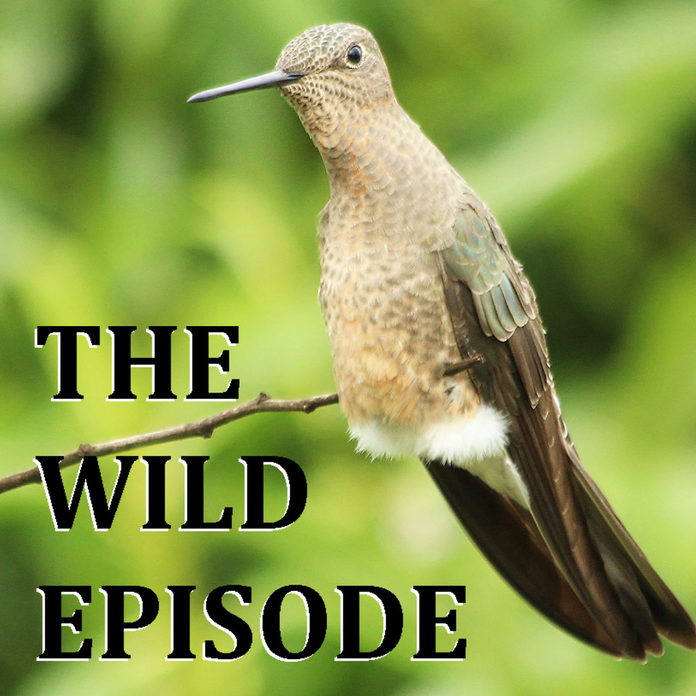 The Wild Episode