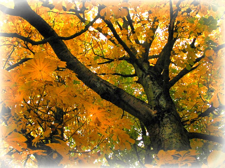 cover of episode HYPNOBOBS 06 – Autumnal Ramblings