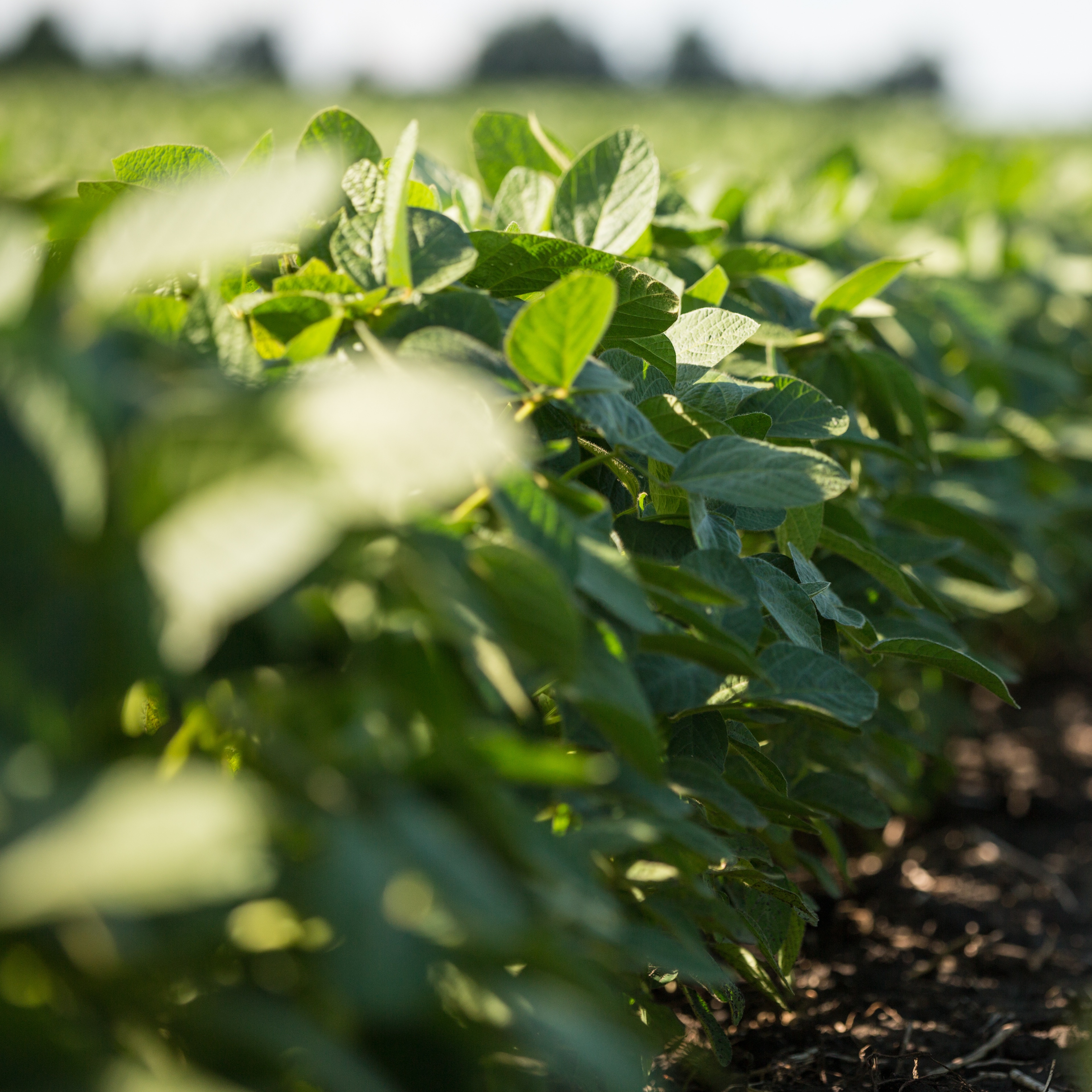 RaboResearch Agri Commodities