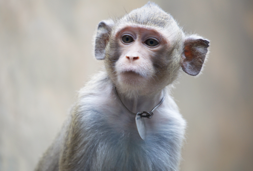 72: Spanking the Monkey