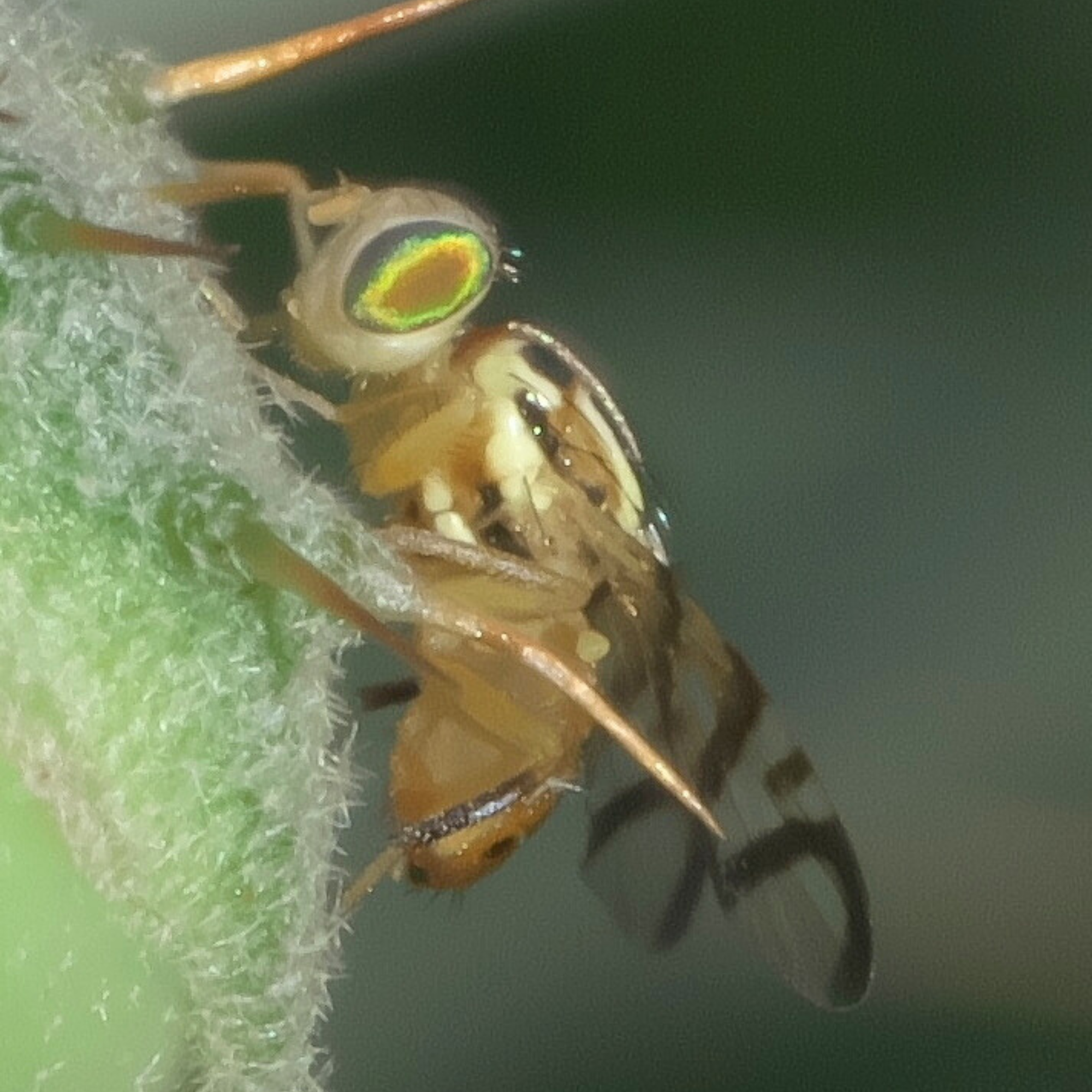 Fake Spider