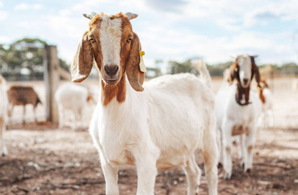 Off-Farm Income