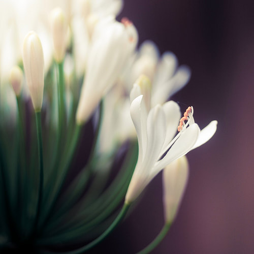 Spirit Source Connect: Infusing Spirit to Transform Your Life