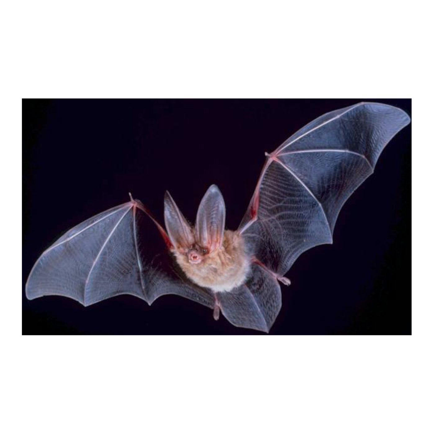 The Flying Insect Eradicator