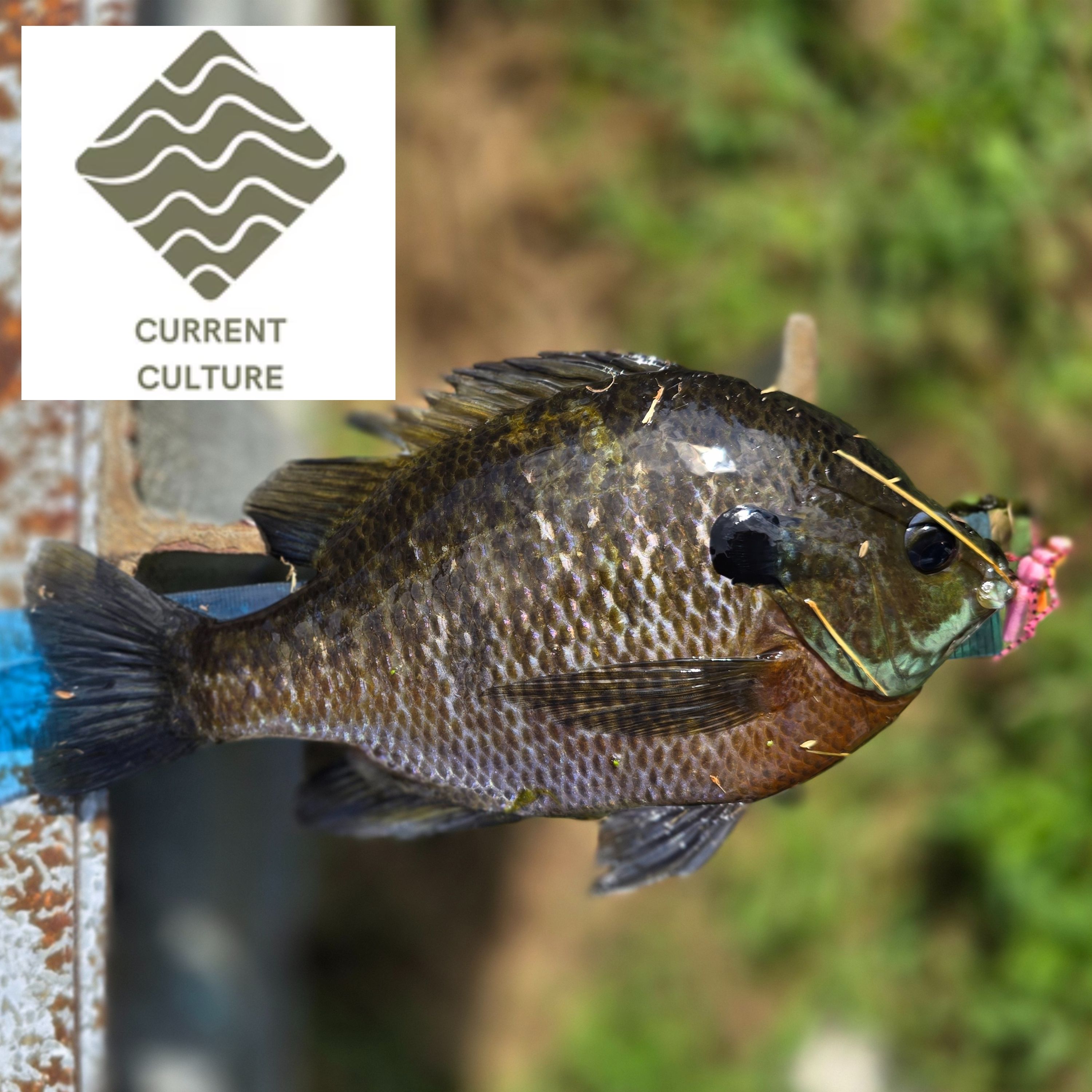 Off the Hook with MattyD