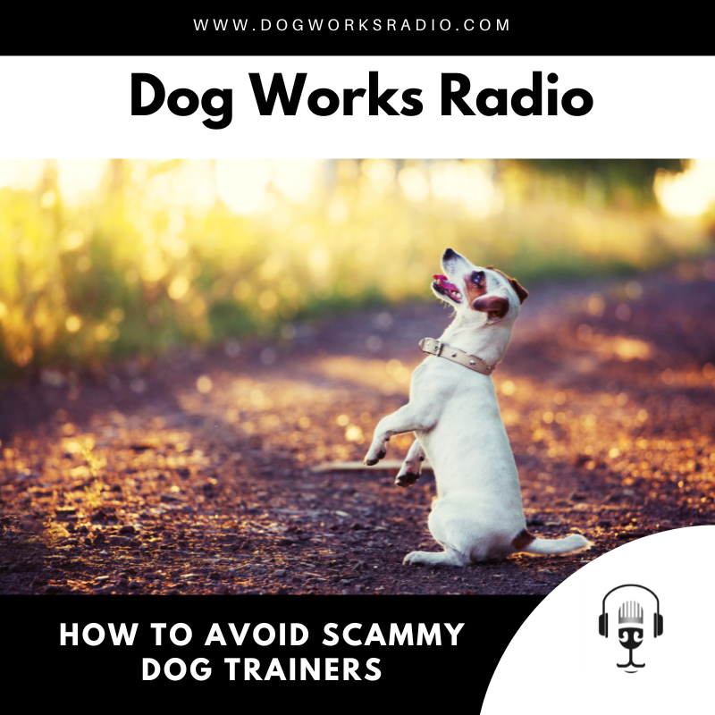 If Your Trainer Promises a ‘Perfect Dog’ Overnight, Run!