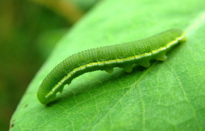 The Small Green Caterpillar