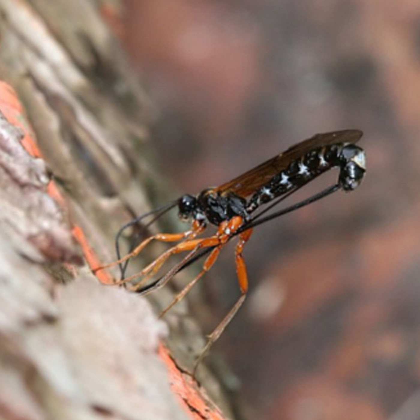 Physician Wasp?