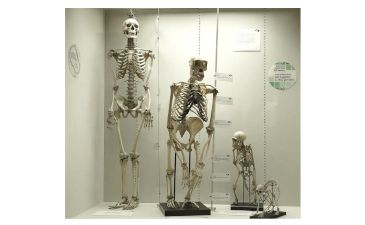 Species Confusion May Kill Ape-man
