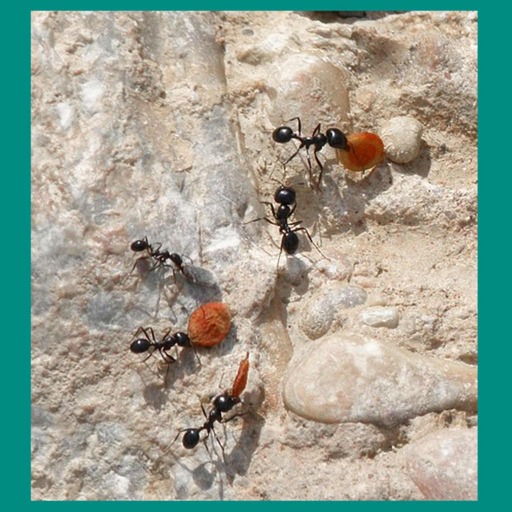 The Harvesting Ant