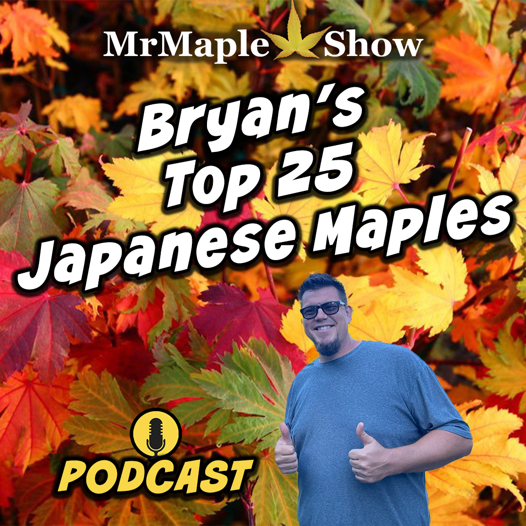 MrMaple Show