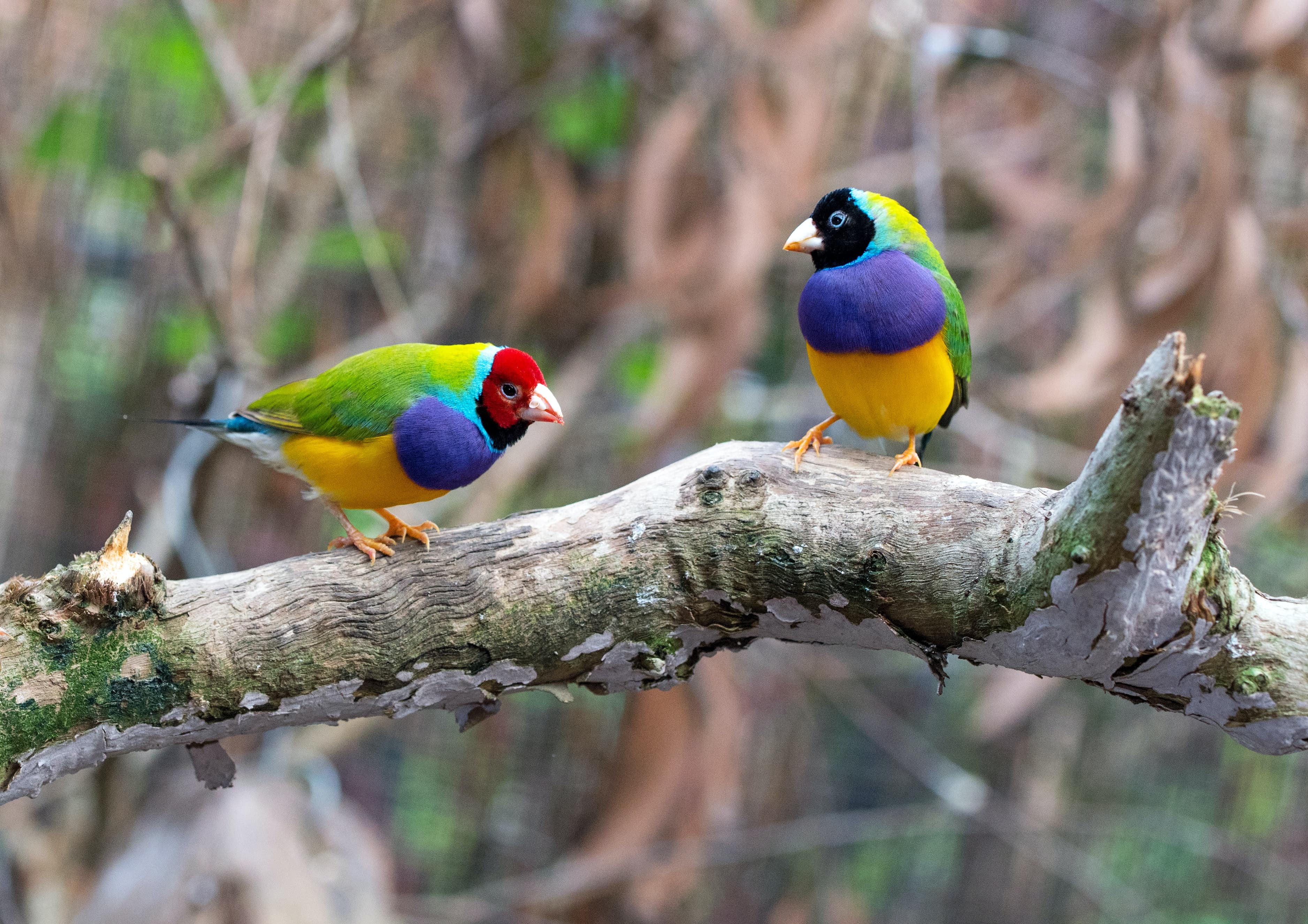 Bird Podcast with Shoba Narayan