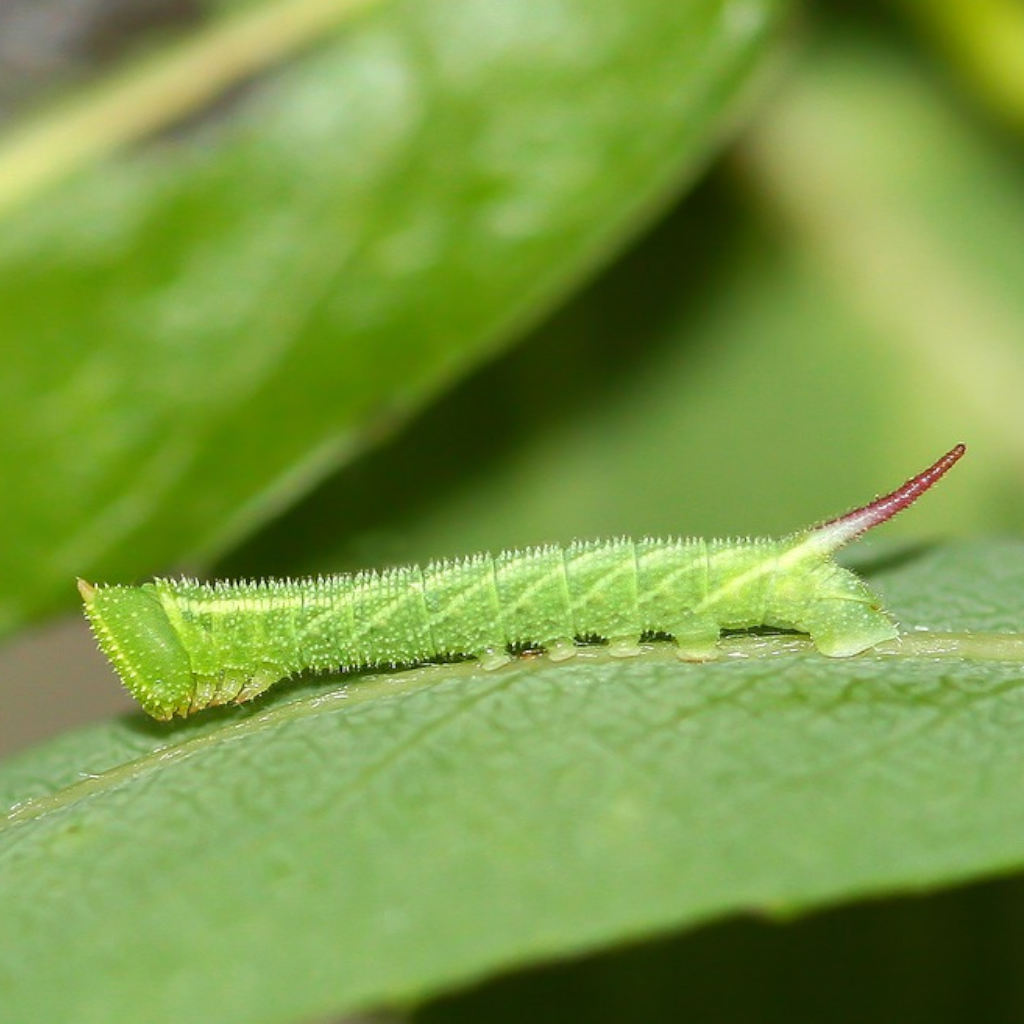 The Insect with Two Brains