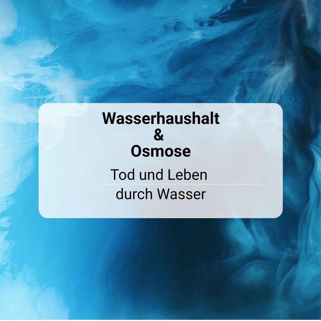 Wunderwelt Körper