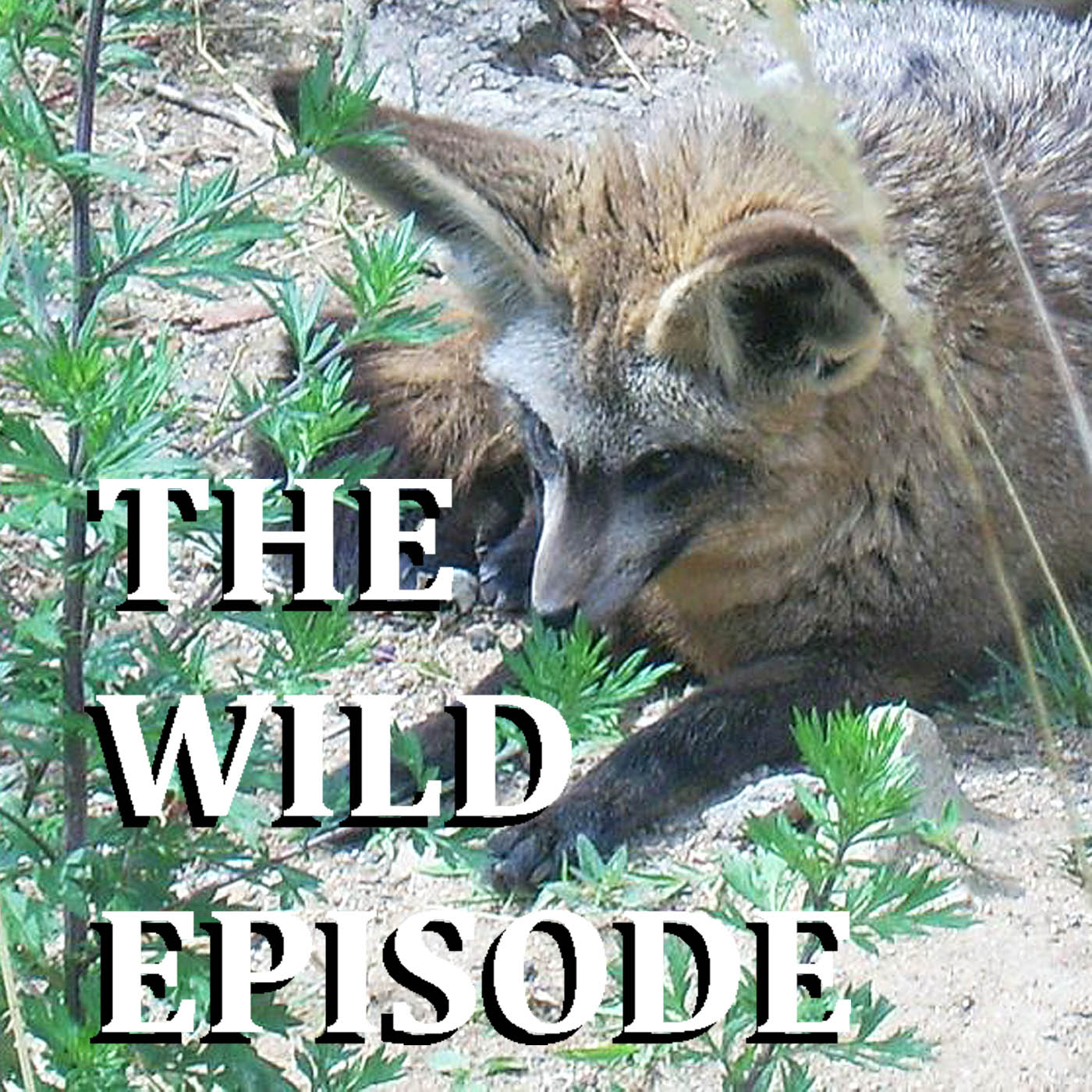 The Wild Episode