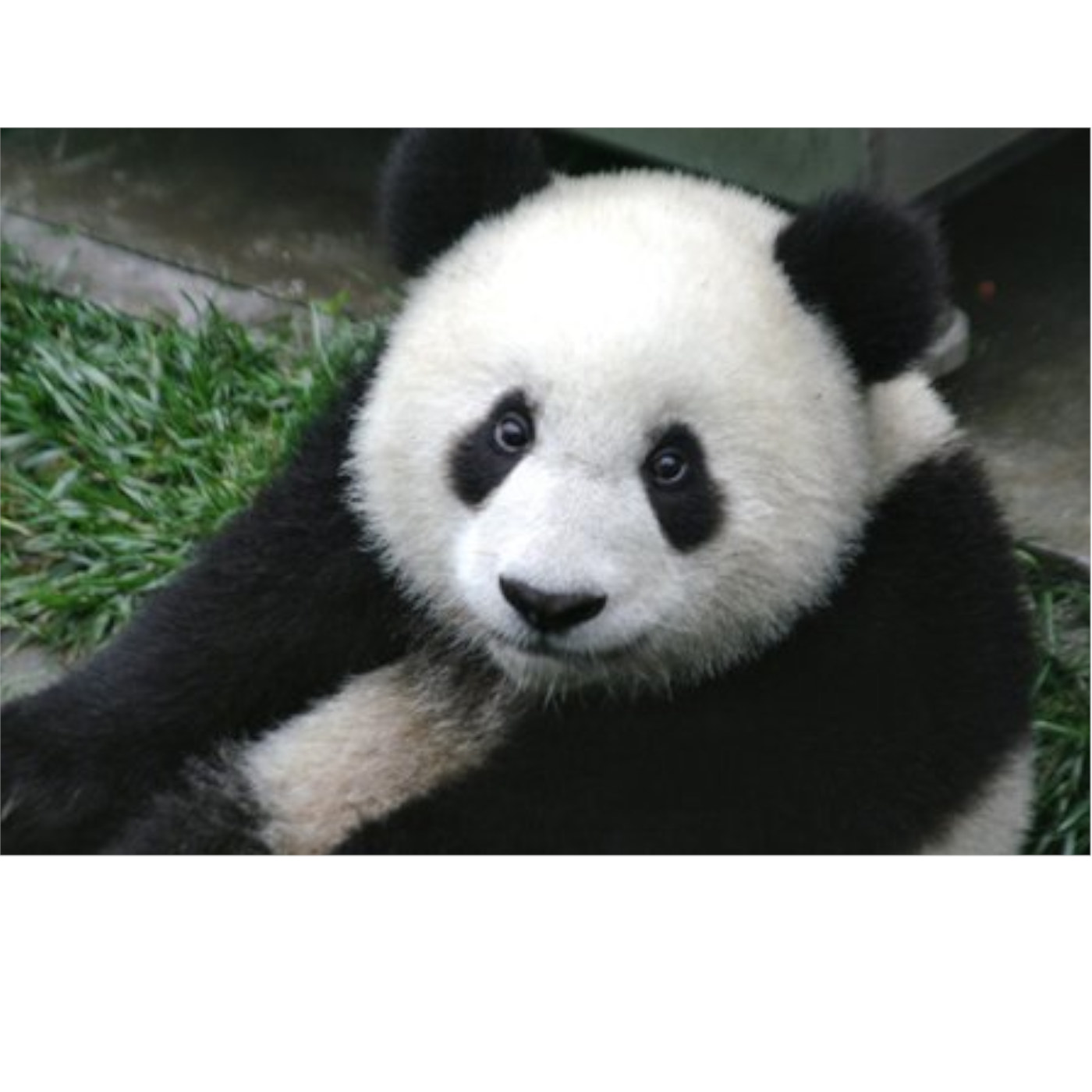 The Panda's Thumb Revisited