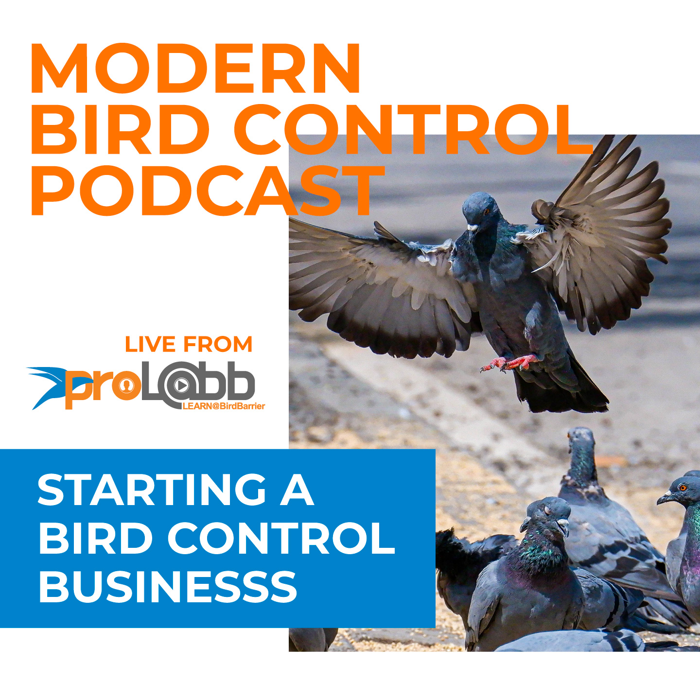 Episode - Starting a Bird Control Business