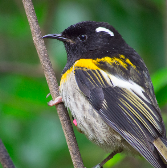 Mongabay Newscast