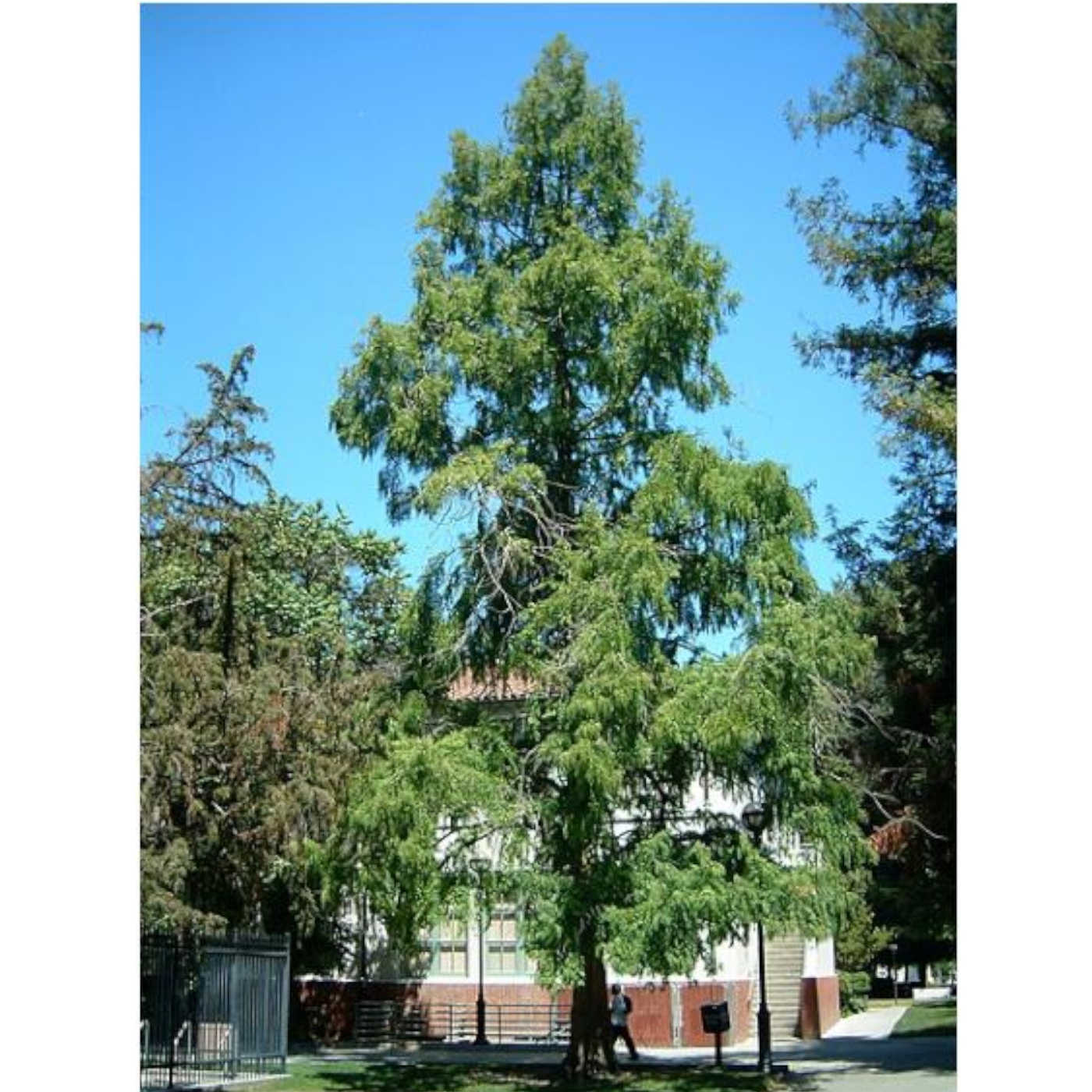 Extinct Tree Is Thriving