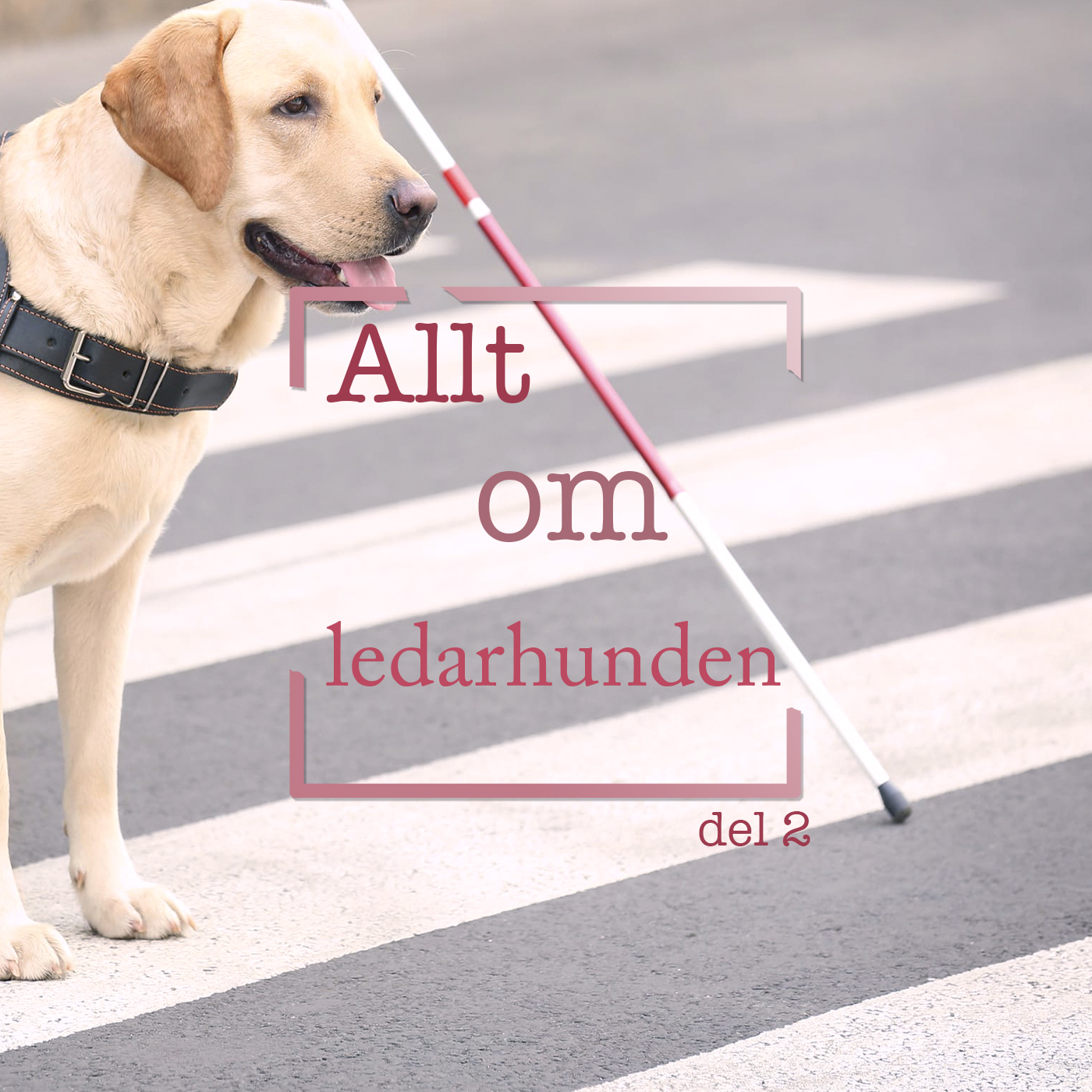 Hundpodden Vår Bästa Vän