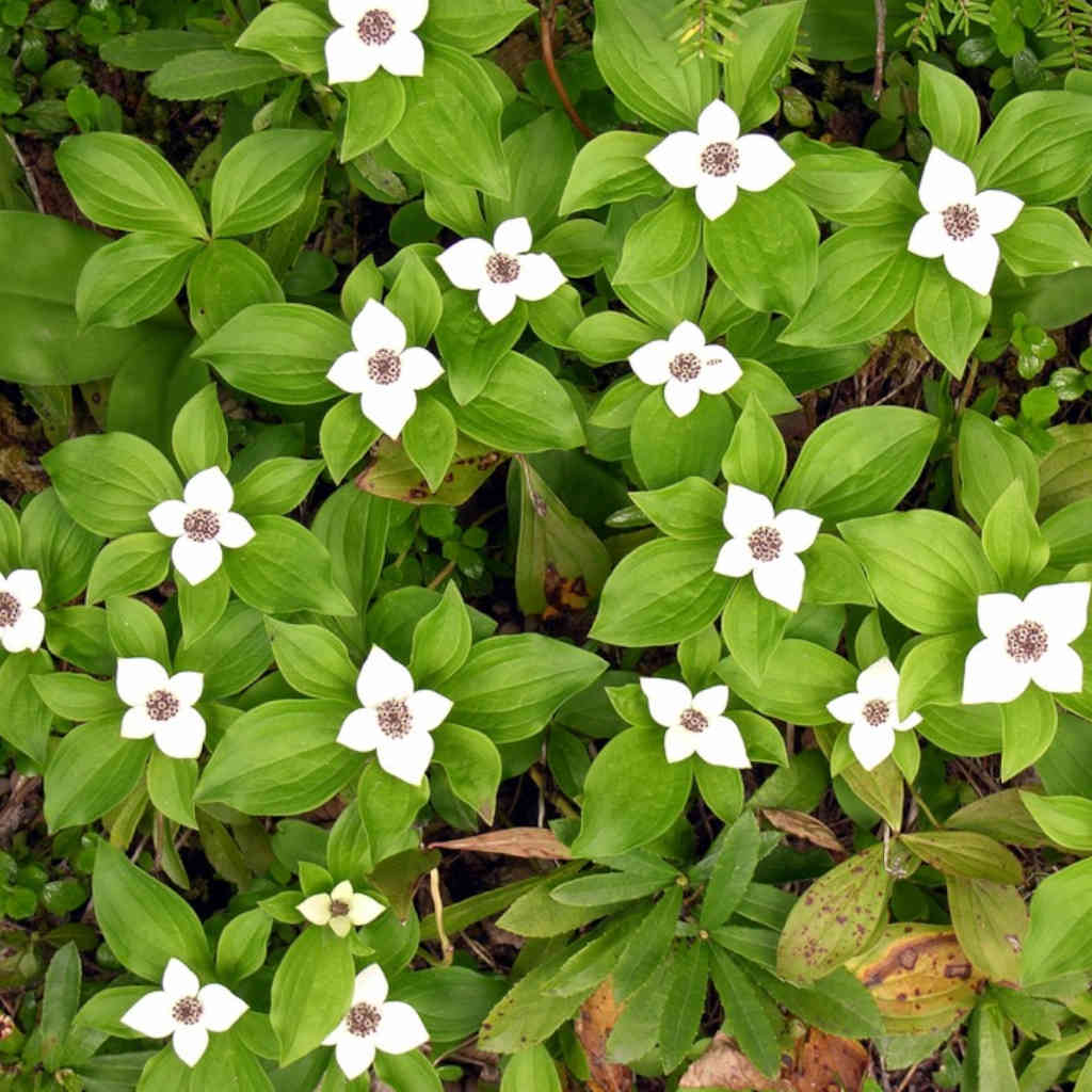 The Fastest Flower in the Forest