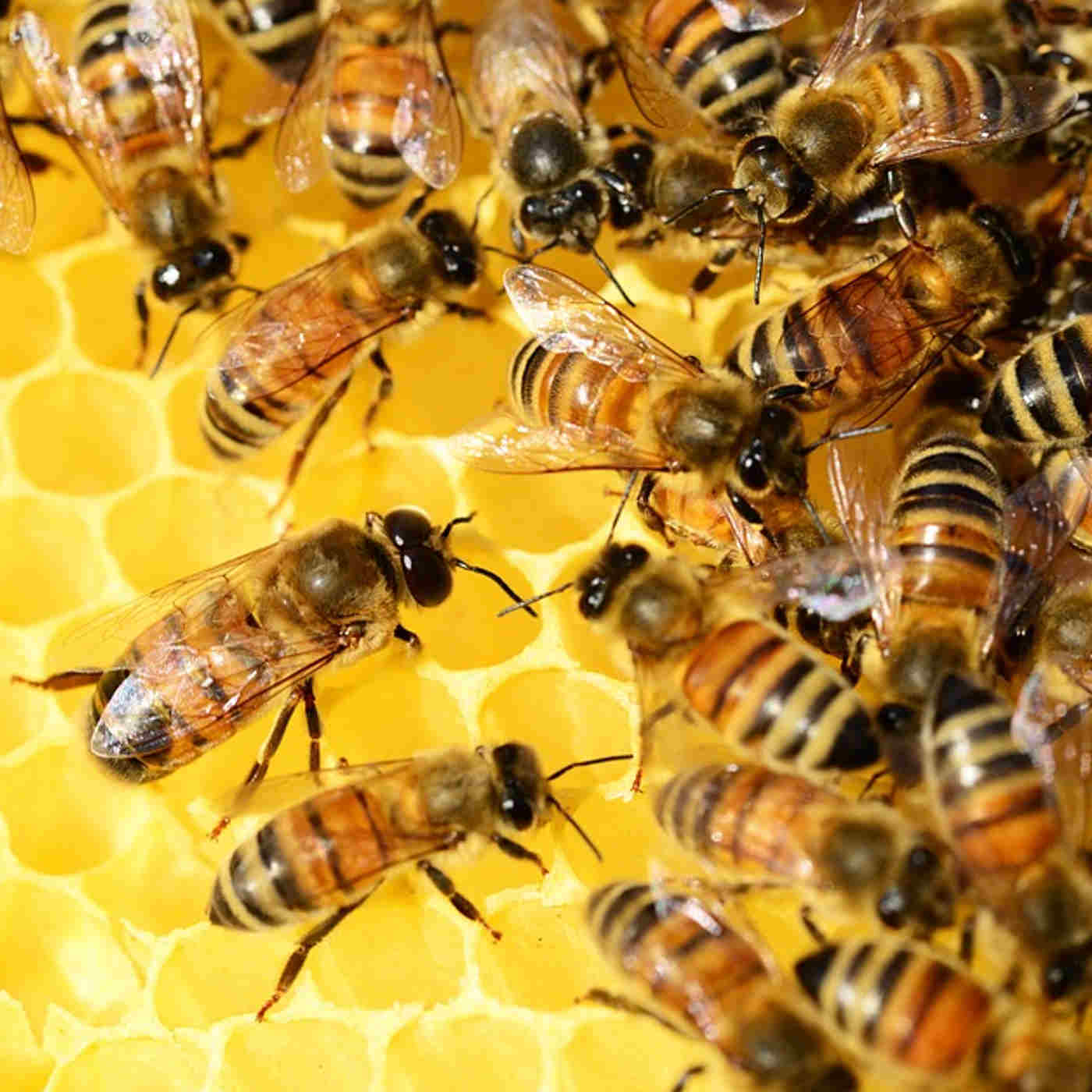 Bee Cologne