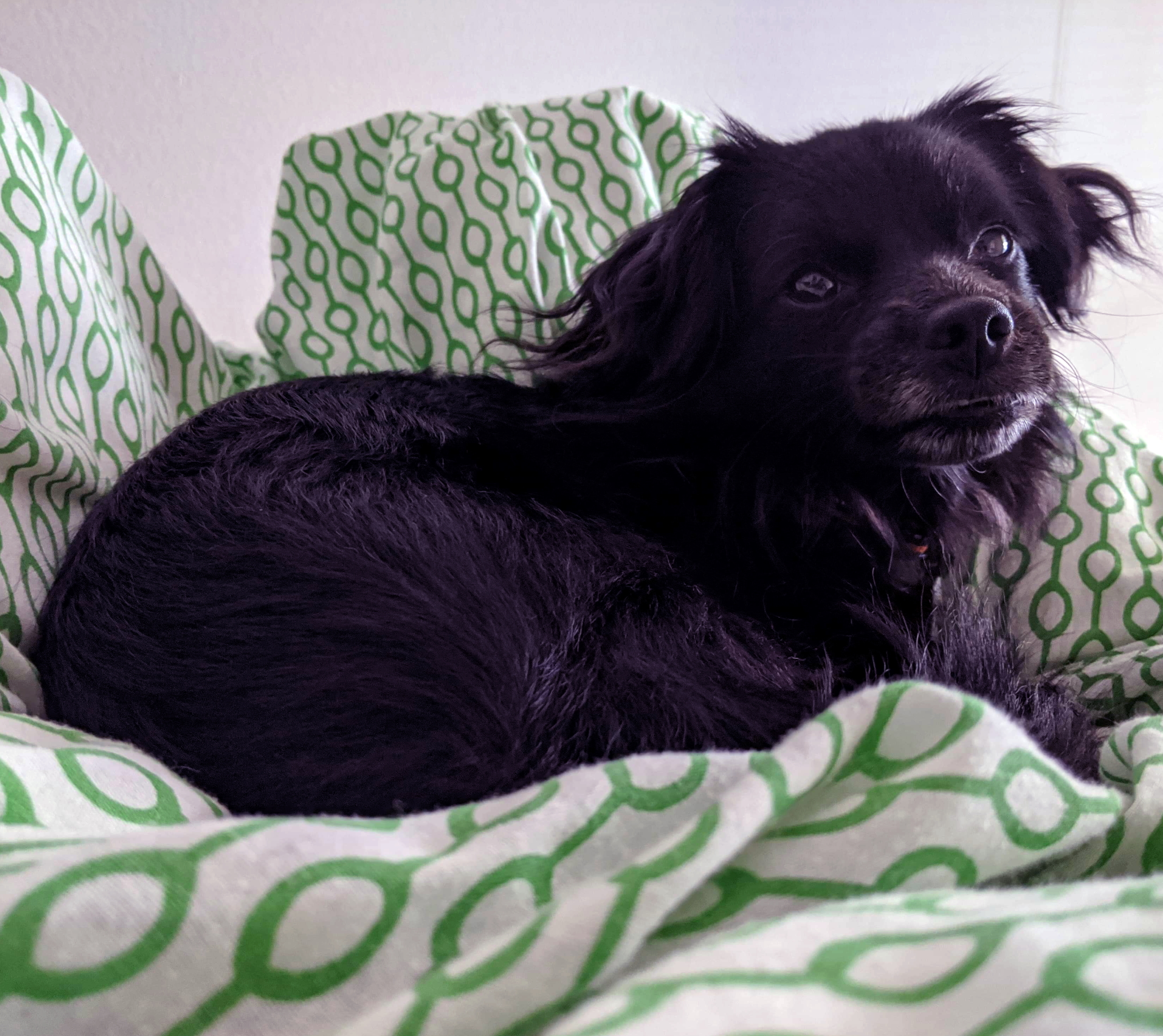 The Good Boy Podcast