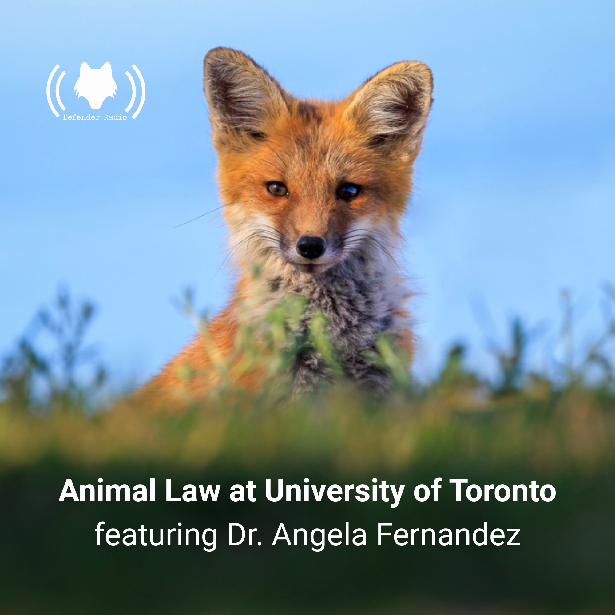 Animal Law at University of Toronto featuring Dr. Angela Fernandez