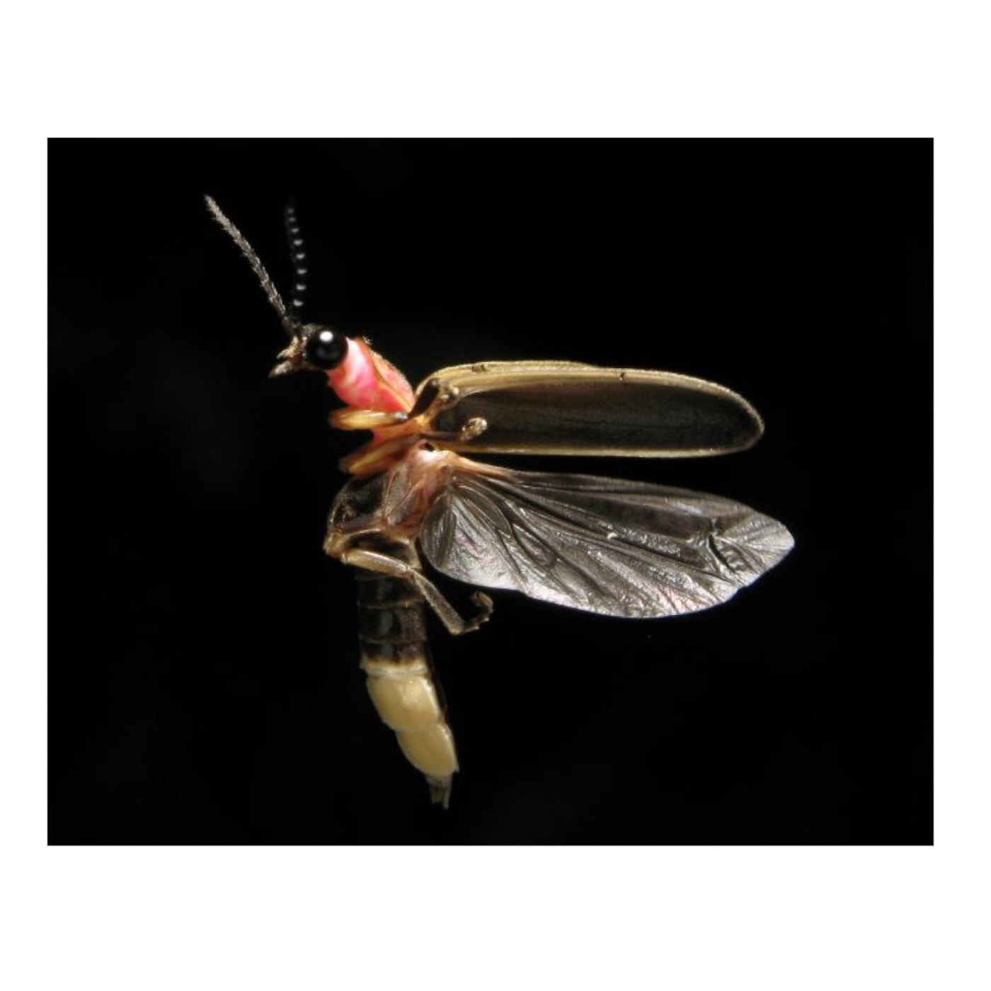 Synchronized Fireflies