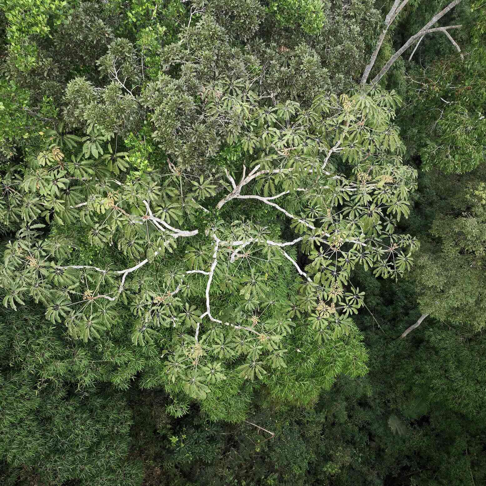 Mongabay Newscast