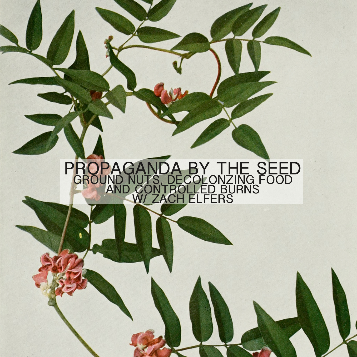 Propaganda By The Seed