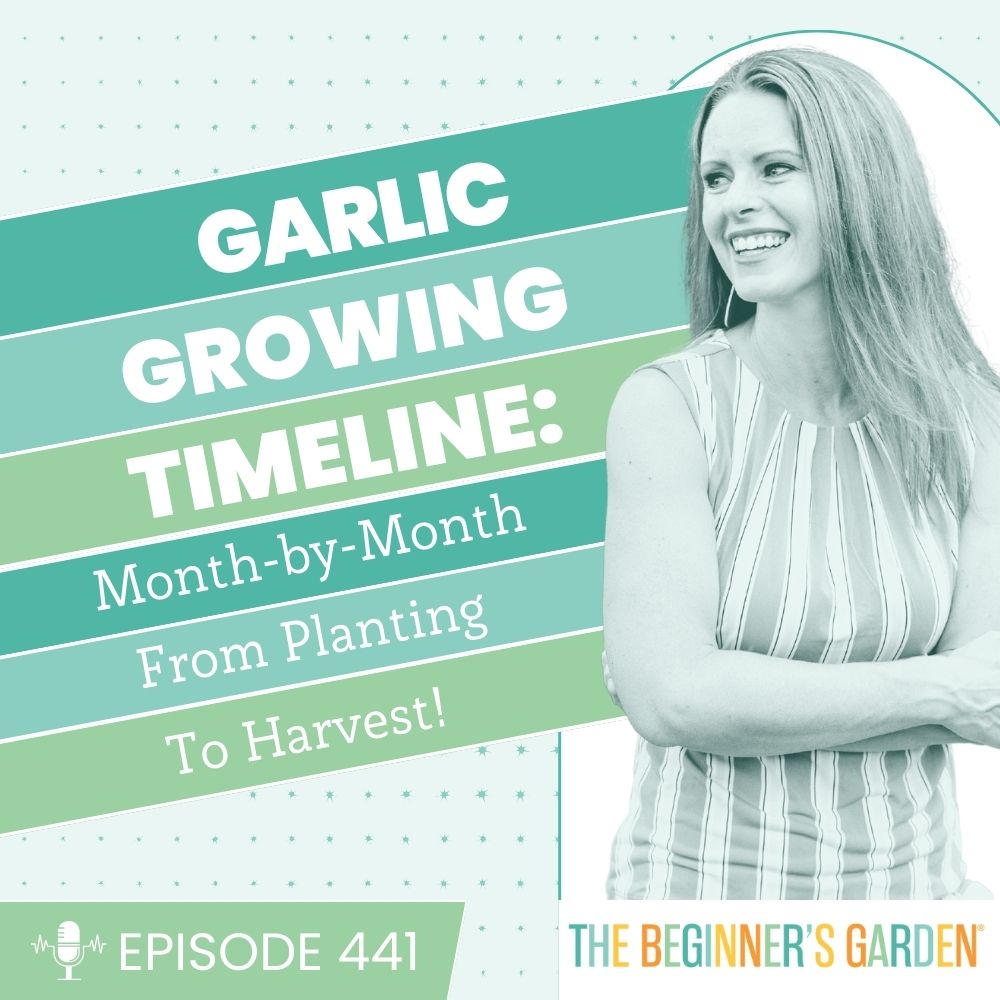 441 - Garlic Growing Timeline: Month-by-Month from Planting to Harvest