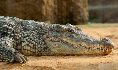 The Loving Crocodile