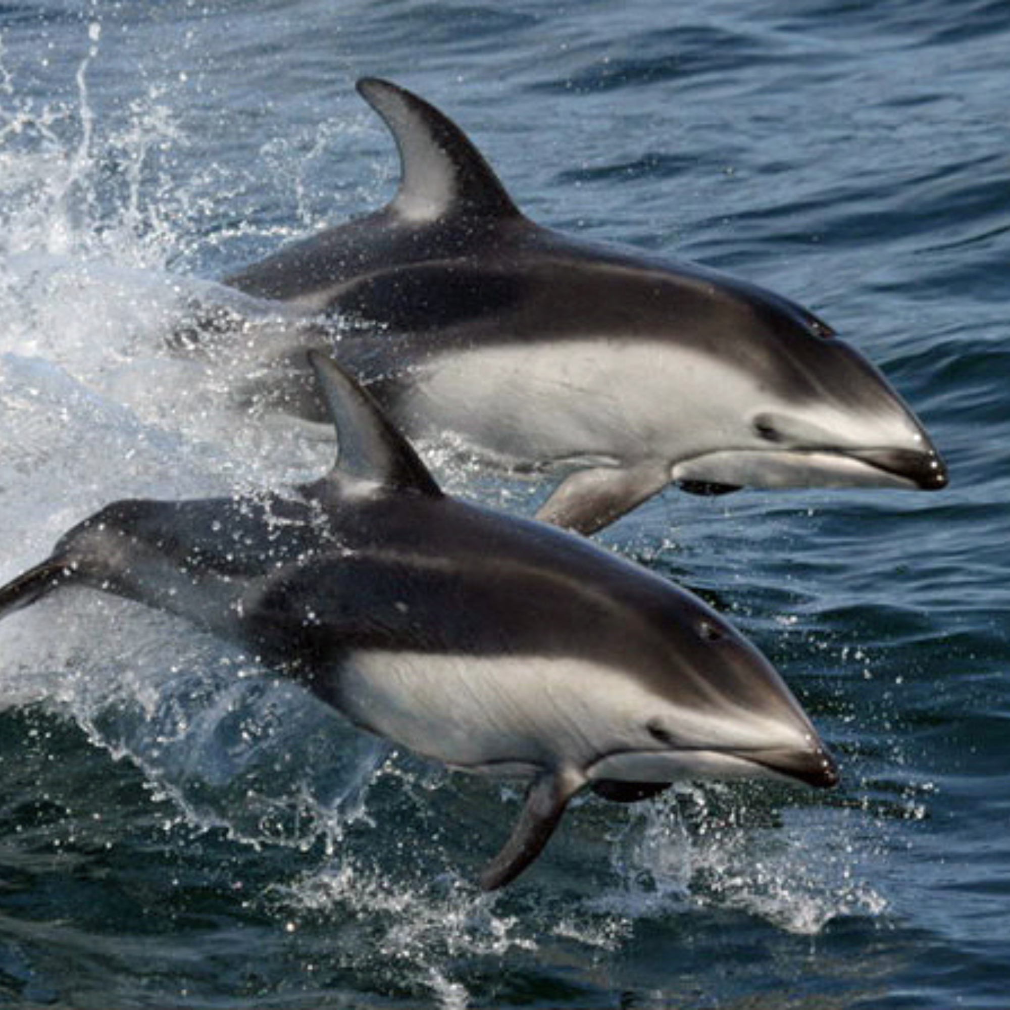 Flipperpithicus