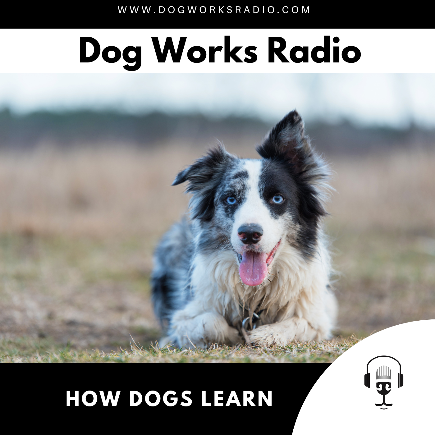 Understanding How Your Dog Learns