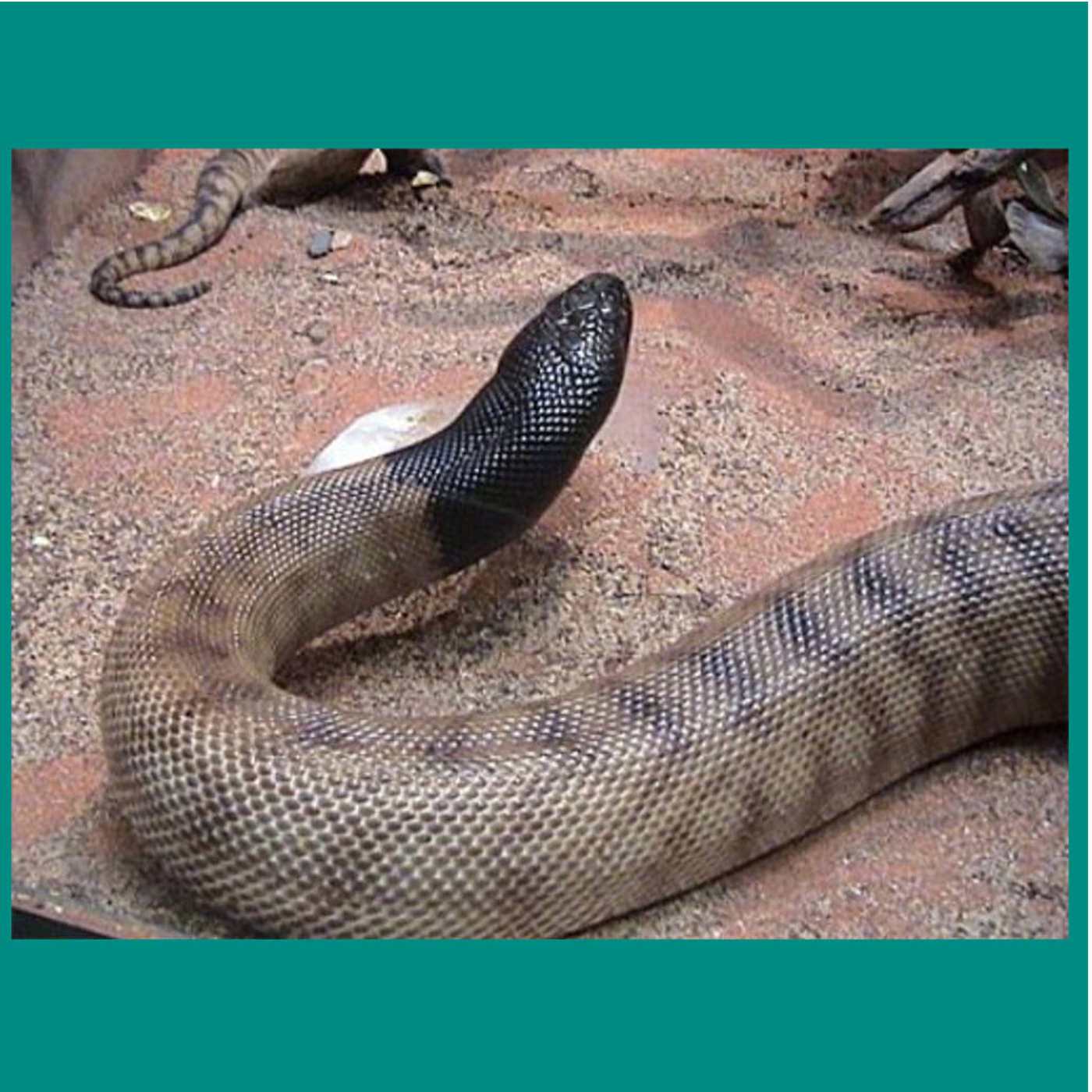 Loving Snakes
