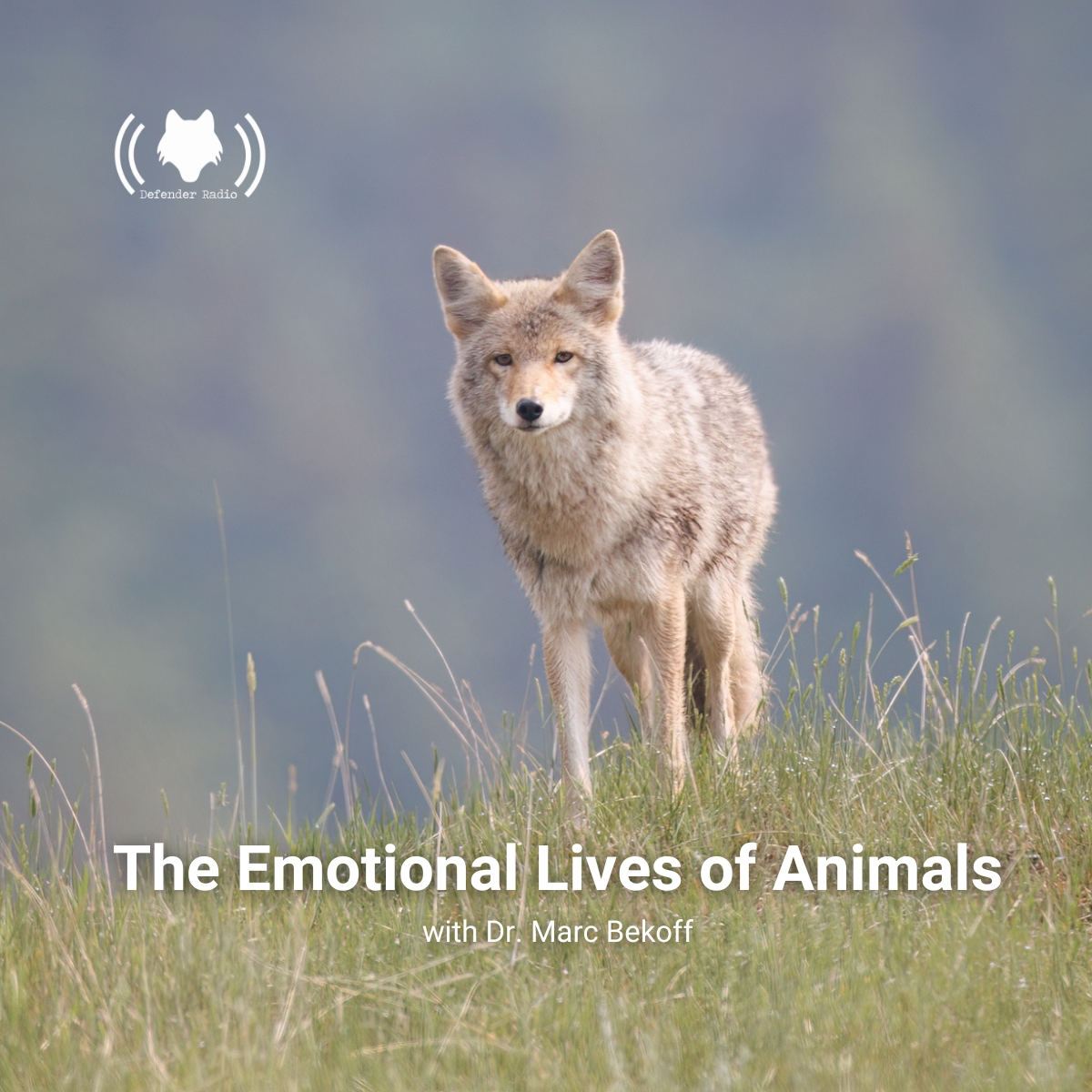 Defender Radio and The Switch