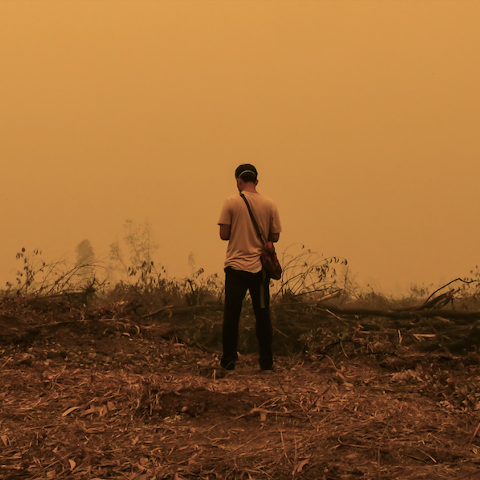 Sumatra, Part 9: Restoration for peat's sake episode artwork