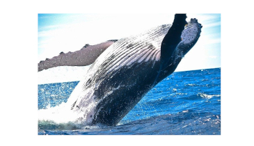 Whales: Engineered for Water