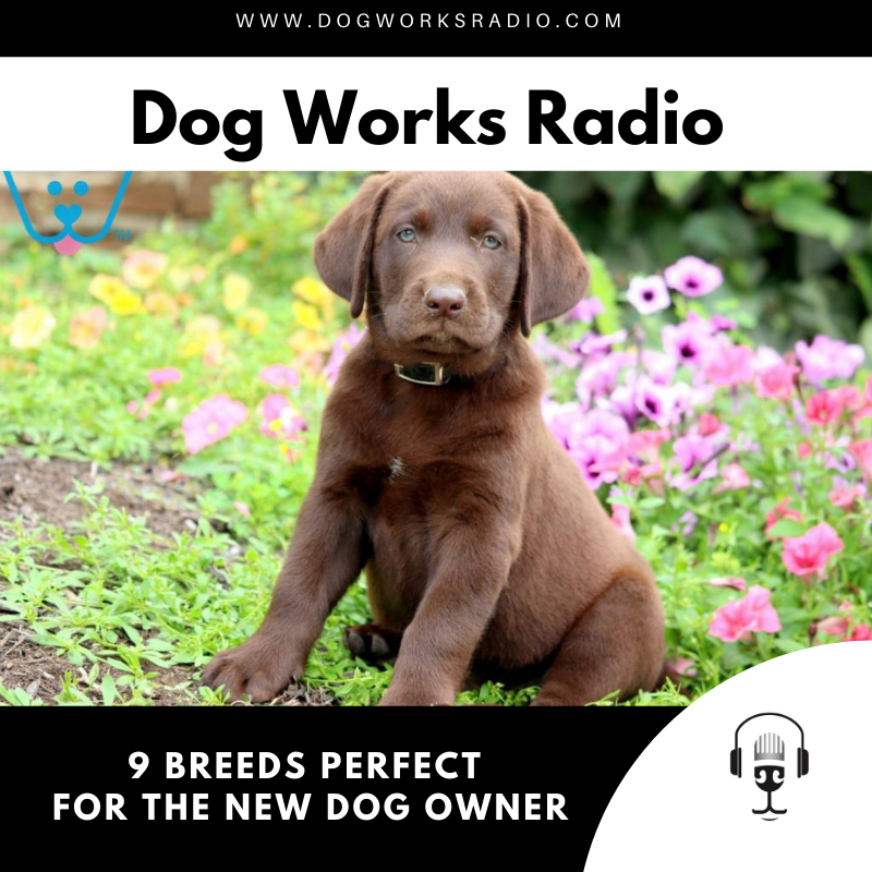 9 Breeds Perfect for the New Dog Owner
