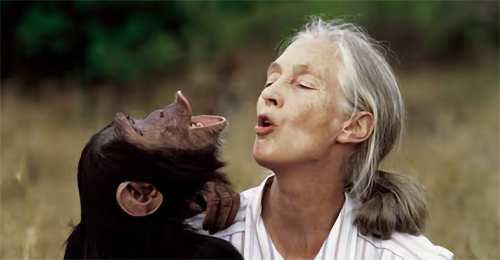 Jane Goodall y los chimpancés. Hablamos con Alejandra Pascual.