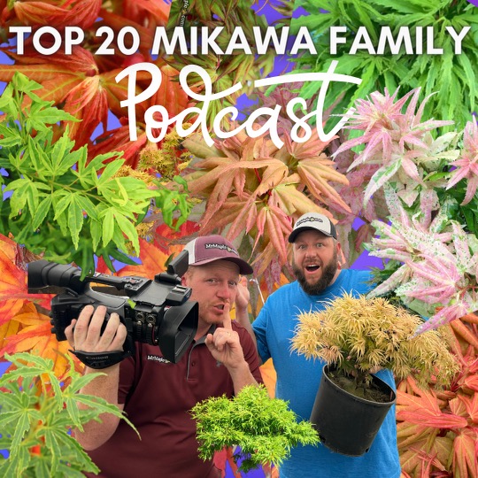 Top 20 Mikawa Family Collection | Dwarf Japanese Maples| MrMaple Podcast | Mikawa yatsubusa Variations