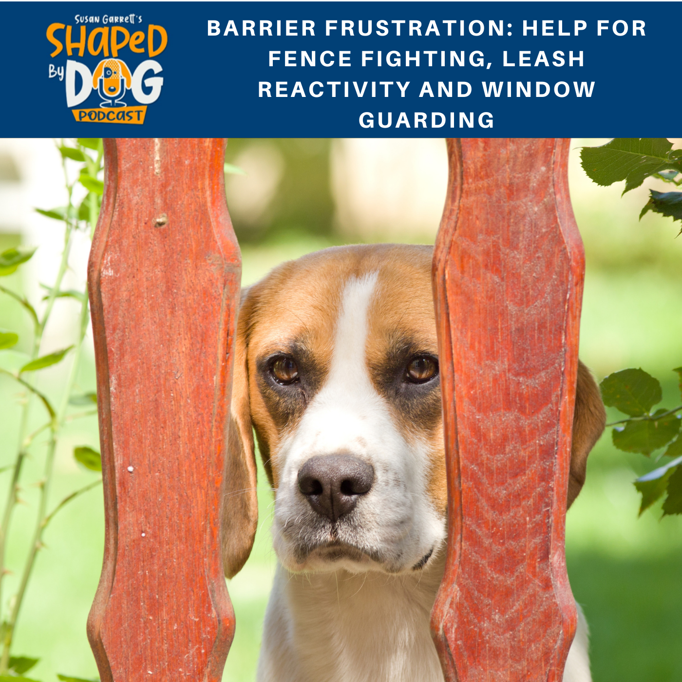 Barrier Frustration: Help for Fence Fighting, Leash Reactivity and Window Guarding #88